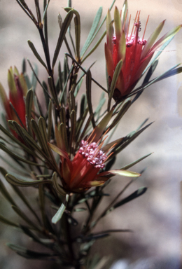 APII jpeg image of Lambertia formosa  © contact APII