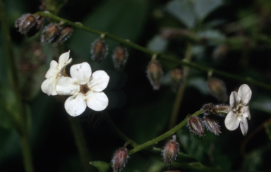 APII jpeg image of Myosotis australis  © contact APII