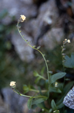 APII jpeg image of Myosotis australis  © contact APII