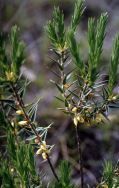 APII jpeg image of Melichrus urceolatus  © contact APII