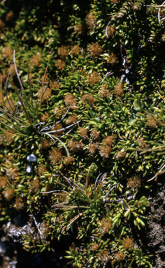 APII jpeg image of Parantennaria uniceps  © contact APII