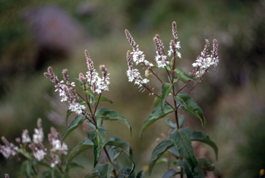 APII jpeg image of Veronica derwentiana  © contact APII