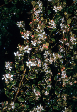 APII jpeg image of Nematolepis ovatifolia  © contact APII