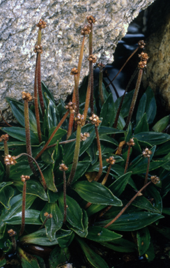 APII jpeg image of Plantago muelleri  © contact APII