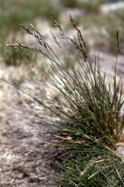 APII jpeg image of Poa saxicola  © contact APII