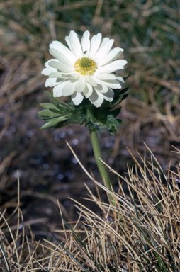 APII jpeg image of Ranunculus anemoneus  © contact APII