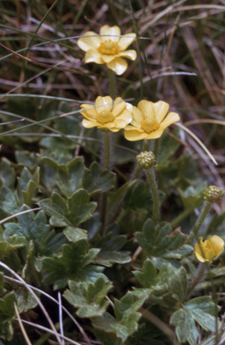 APII jpeg image of Ranunculus granticola  © contact APII