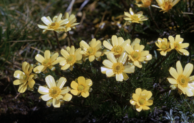 APII jpeg image of Ranunculus gunnianus  © contact APII