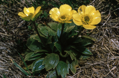 APII jpeg image of Ranunculus muelleri  © contact APII