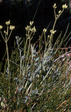 APII jpeg image of Gingidia algens  © contact APII