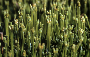 APII jpeg image of Scleranthus biflorus  © contact APII