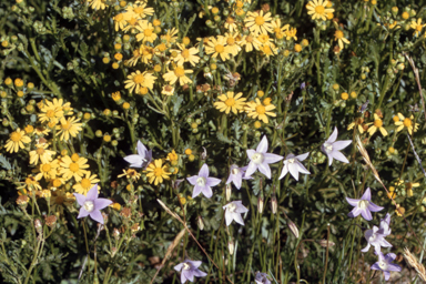 APII jpeg image of Wahlenbergia,<br/>Senecio lautus  © contact APII
