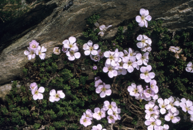 APII jpeg image of Chionohebe densifolia  © contact APII