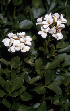 APII jpeg image of Cardamine lilacina  © contact APII