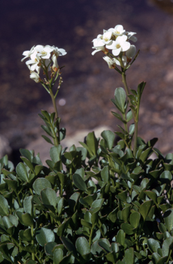 APII jpeg image of Cardamine lilacina  © contact APII