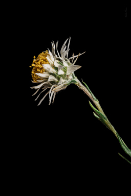 APII jpeg image of Helichrysum calvertianum  © contact APII