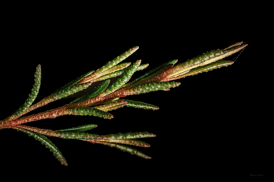 APII jpeg image of Boronia deanei subsp. acutifolia  © contact APII