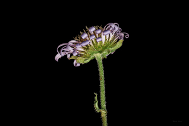 APII jpeg image of Calotis glandulosa  © contact APII