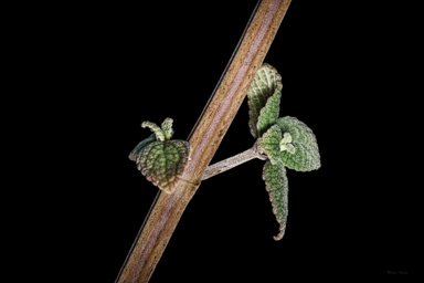 APII jpeg image of Coleus torrenticola  © contact APII