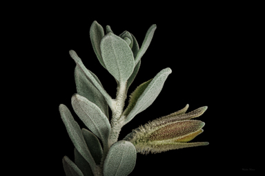 APII jpeg image of Eremophila glandulifera  © contact APII