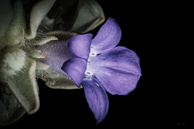 APII jpeg image of Eremophila warnesii  © contact APII