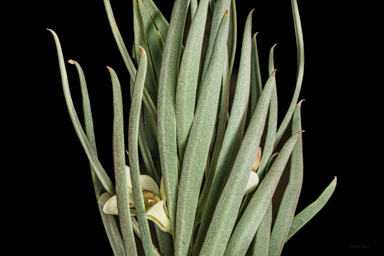 APII jpeg image of Eremophila oppositifolia subsp. rubra  © contact APII