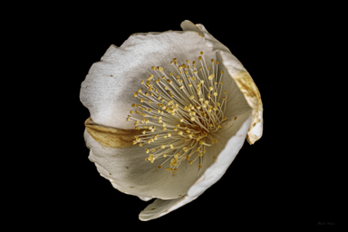 APII jpeg image of Eucryphia wilkiei  © contact APII
