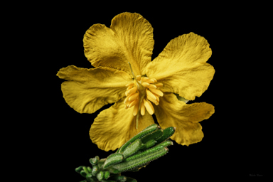 APII jpeg image of Hibbertia horricomis  © contact APII
