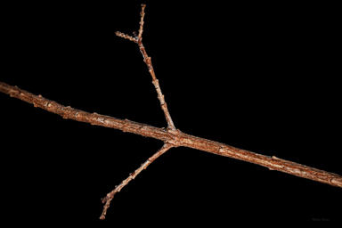 APII jpeg image of Homoranthus porteri  © contact APII