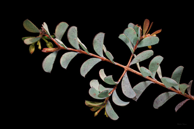APII jpeg image of Homoranthus zeteticorum  © contact APII