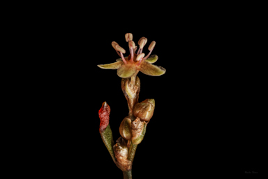 APII jpeg image of Muehlenbeckia tuggeranong  © contact APII