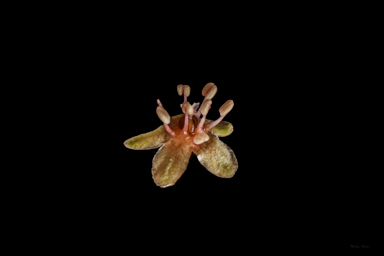 APII jpeg image of Muehlenbeckia tuggeranong  © contact APII