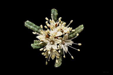 APII jpeg image of Phebalium glandulosum subsp. glandulosum  © contact APII