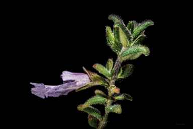 APII jpeg image of Prostanthera marifolia  © contact APII
