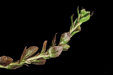 APII jpeg image of Scaevola albida  © contact APII