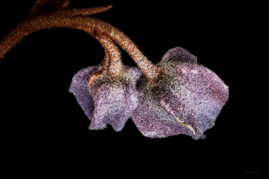 APII jpeg image of Seringia hillii  © contact APII