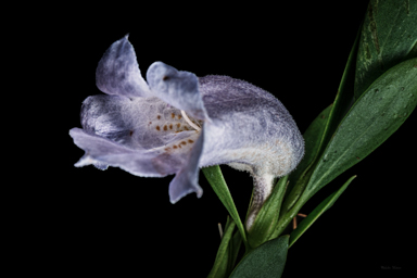 APII jpeg image of Eremophila christopheri  © contact APII