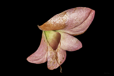 APII jpeg image of Eremophila cuneifolia x fraseri  © contact APII