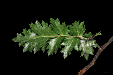 APII jpeg image of Lomatia tasmanica  © contact APII
