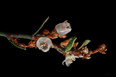APII jpeg image of Muehlenbeckia tuggeranong  © contact APII