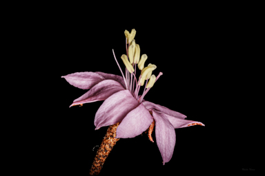 APII jpeg image of Phebalium speciosum  © contact APII