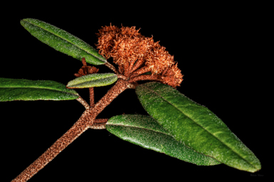 APII jpeg image of Phebalium speciosum  © contact APII
