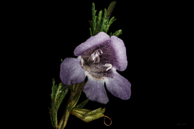 APII jpeg image of Prostanthera cryptandroides subsp. cryptandroides  © contact APII
