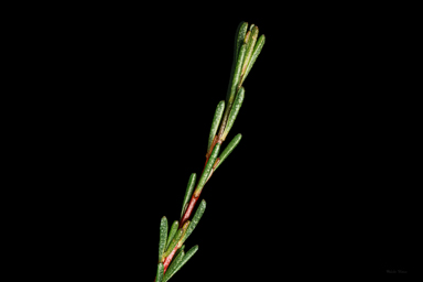 APII jpeg image of Thryptomene micrantha  © contact APII