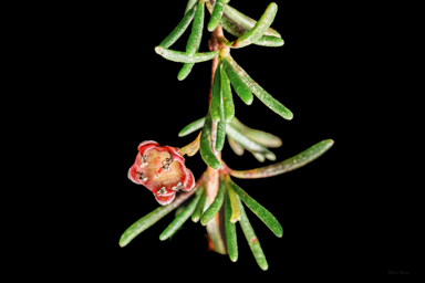 APII jpeg image of Thryptomene micrantha  © contact APII