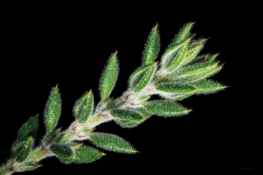 APII jpeg image of Westringia davidii  © contact APII