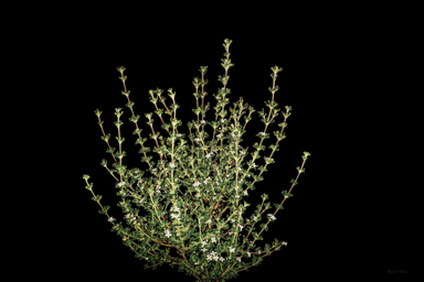 APII jpeg image of Zieria obcordata subsp. wuuluman  © contact APII