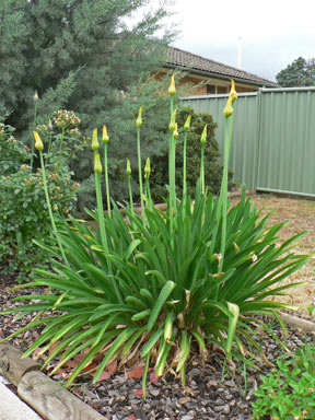 APII jpeg image of Agapanthus praecox subsp. orientalis  © contact APII