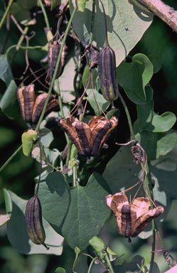 APII jpeg image of Aristolochia elegans  © contact APII