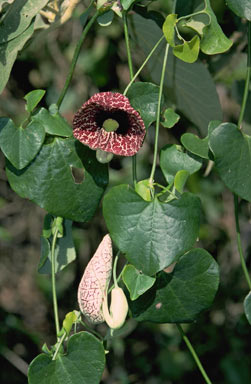 APII jpeg image of Aristolochia elegans  © contact APII